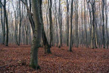 Sonbaharda kayın ormanı, sonbahar mevsimi. Kahverengi yapraklar yerde. Ağaçlardan gelen güneş ışınları. Polonya, Silezya 'daki mistik orman.
