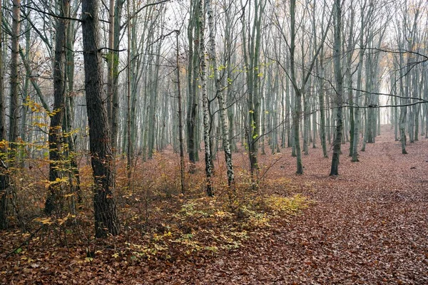 Bosque Hayas Otoño Temporada Otoño Hojas Marrones Suelo Rayos Sol — Foto de Stock