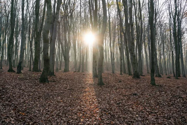 Bosque Hayas Otoño Temporada Otoño Hojas Marrones Suelo Rayos Sol — Foto de Stock