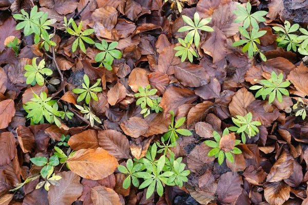 Bosque Hayas Otoño Temporada Otoño Hojas Marrones Suelo Rayos Sol — Foto de Stock