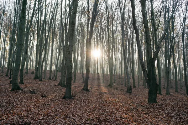 Hêtraie Automne Saison Automnale Feuilles Brunes Sur Sol Les Rayons — Photo