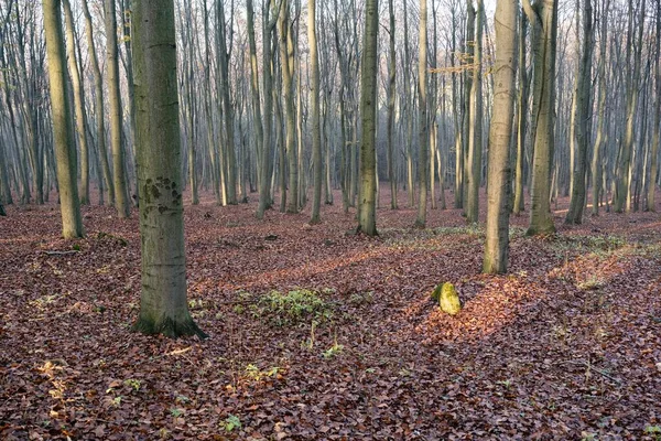 Buchenwald Herbst Herbstzeit Braune Blätter Auf Dem Boden Sonnenstrahlen Von — Stockfoto