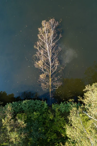 Upadłe Drzewo Parku Miejskim Jeziorem Zielone Drzewa Widok Drona Sosnowcu — Zdjęcie stockowe