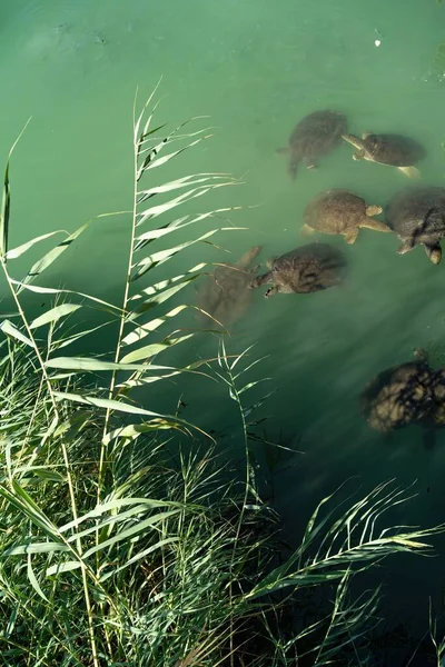 Turtles swimming in turquoise water. People feed the turtles in the water. Group of turtles in Side, Antalya, Turkey aerial drone photo view