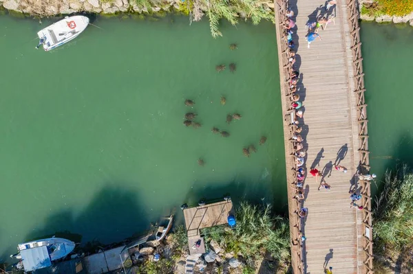 Turtles swimming in turquoise water. People feed the turtles in the water. Group of turtles in Side, Antalya, Turkey aerial drone photo view