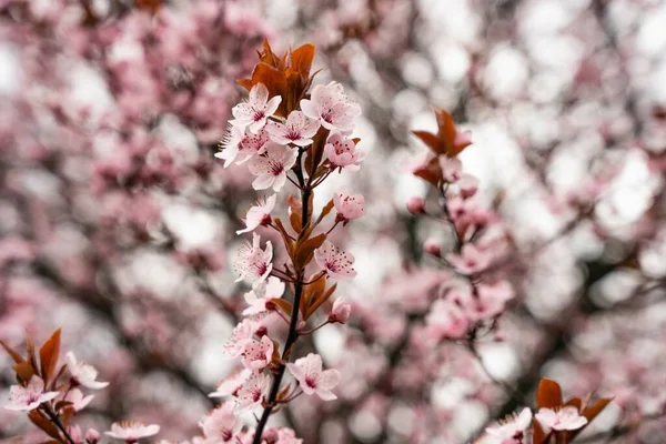 Mooie Kersenbloesem Boom Het Voorjaar Een Close Van Kersenbloesem Bomen — Stockfoto