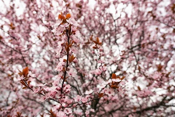 Beautiful Cherry Blossoms Tree Spring Close Cherry Blossom Trees Springtime — Stock Photo, Image