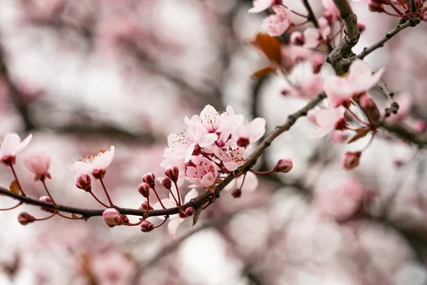 Gyönyörű Cseresznyevirág Tavasszal Cseresznyevirágzó Fák Közelsége Tavasszal Rózsaszín Virágfa — Stock Fotó