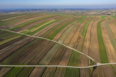 Polonya 'nın güneyinde, Krakow County' deki Suloszowa köyündeki eski kuru ağaç. Polonya 'da evleri ve tarlaları olan güzel bir köy.