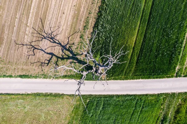 Stare Suche Drzewo Polach Wsi Suloszowa Województwie Małopolskim Powiecie Krakowskim — Zdjęcie stockowe