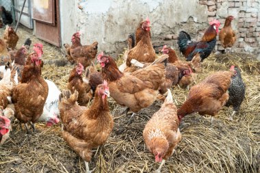 Kırsal kesimde tavuklar. Çiftlikte samandaki tavuklar. Polonya tarım arazisi.