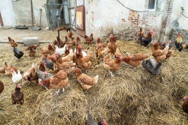 Kırsal kesimde tavuklar. Çiftlikte samandaki tavuklar. Polonya tarım arazisi.