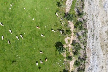 Hayvanlar çayırda otluyor. Taş ocağının yanında. İnek otların üzerinde İHA 'nın hava görüntüsü.
