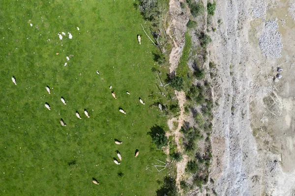 Animals Graze Meadow Quarry Cow Grass Frome Drone Aerial View — Stock Photo, Image