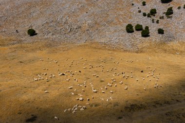 Yükselen tepeler ve doğal manzaralarla çevrili Madonie Dağları 'ndaki manzaralı bir Sicilyalı olan Piyano Battaglia' nın yemyeşil otlaklarında otlayan koyunların hava aracı görüntüsü, Sicilya, İtalya.