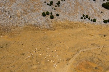 Yükselen tepeler ve doğal manzaralarla çevrili Madonie Dağları 'ndaki manzaralı bir Sicilyalı olan Piyano Battaglia' nın yemyeşil otlaklarında otlayan koyunların hava aracı görüntüsü, Sicilya, İtalya.