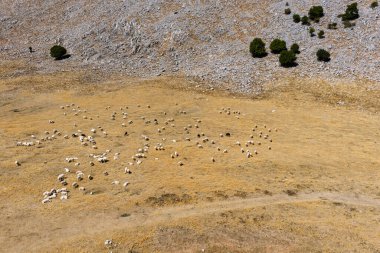 Yükselen tepeler ve doğal manzaralarla çevrili Madonie Dağları 'ndaki manzaralı bir Sicilyalı olan Piyano Battaglia' nın yemyeşil otlaklarında otlayan koyunların hava aracı görüntüsü, Sicilya, İtalya.