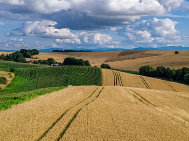 Polonya 'da Opole ve Nysa yakınlarındaki kırsal köylerin ve tarım alanlarının insansız hava aracı görüntüsü geometrik tarım arazileri, dağınık evler, dolambaçlı kır yolları ve gün ışığında yeşil çayırlar gösteriyor..
