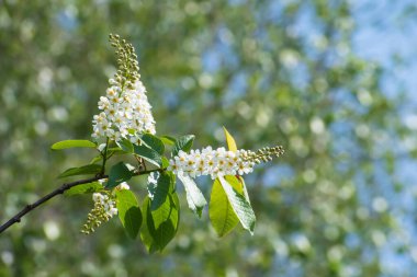 Bulanık çiçek arkaplanındaki beyaz kuş kirazının büyüleyici dalı güneşli bir günde bir sürü bokeh...