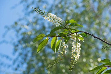 Bulanık çiçek arkaplanındaki beyaz kuş kirazının güzel dalı güneşli bir günde bir sürü bokeh ile birlikte. Çiçekli kiraz