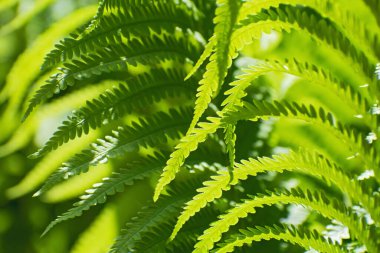 Güneşli bir günde yeşil eğreltiotu yapraklarının kapalı doğa görüntüsü bulanık yeşil arka planda. Bahar doğal arkaplanı olarak kullanılıyor