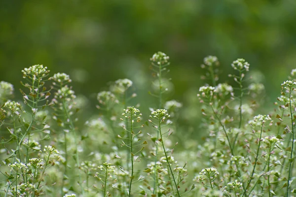 緑の牧草地で羊飼いの財布植物にぼやけた緑の花の背景に晴れた日 — ストック写真