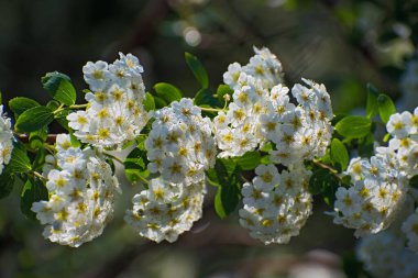 Güneşli bir günde çok renkli çiçek arkaplanında beyaz spirea çiçekleri kabartmasıyla ıssız bir dal.