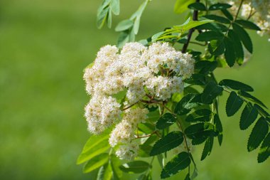 Yumuşak beyaz çiçekleri ve yeşil yaprakları olan büyüleyici bir kürek dalı. Bulanık yeşillik çiçekli arka planda.