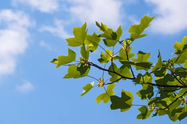 Mavi gökyüzünde yeşil yaprakları ve beyaz bulutları olan güzel lirodendron dalları. Lale ağacı. Latince adı Liriodendron tulipifera