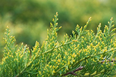Güzel taze sarı - yeşil ardıç dalları bulanık yeşil çiçekli arka planda. Bulanık arkaplan