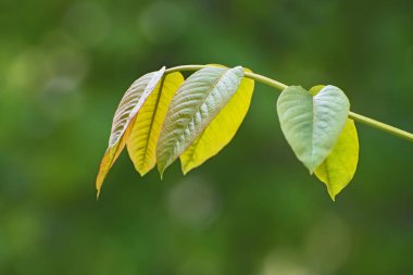 Taze yeşil yapraklı çalı çırpı manzarası. Bulanık yeşil çiçekli arka plan.