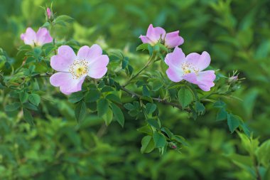 Bulanık yeşil çiçek arkaplanda tomurcukları olan narin pembe bir gül filizi. Bahar ya da yaz zamanı