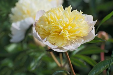 Güzel yalnız Terry parlak sarı öncü çiçek bulanık renkli çiçek arkaplanda
