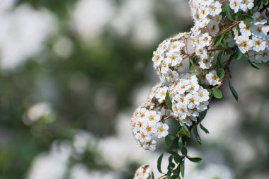 Çok renkli yeşillik çiçekleri üzerine beyaz spirea çiçeği kabartmaları olan güzel, taze bir dal.