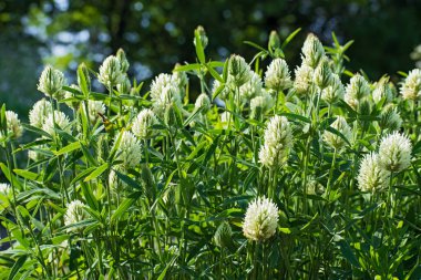 Bulanık çiçekli güzel beyaz yonca çiçekleri. Güneşli bir günde bir sürü küçük bokeh. Bahar ya da yaz zamanı