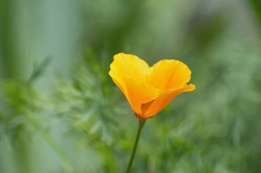 Güneşli bir günde soluk yeşil çiçek arkaplanda yalnız, parlak turuncu, sarı, kaliforniyalı gelincik çiçeği.