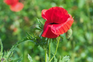 Güneşli bir günde yeşil yaprakları ve tomurcukları bulanık yeşil çiçekleri olan güzel, yalnız gelincik çiçeği.