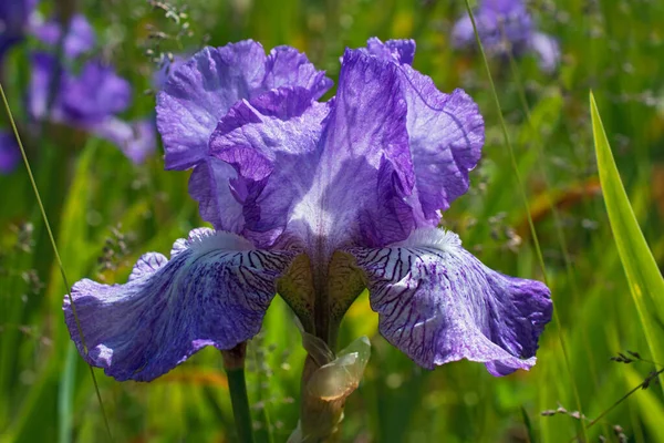 stock image Macro view of fresh violet iris flower on blurred greenery floral background in sunny day