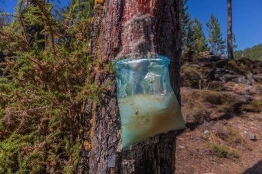 Resin bags from channels of coniferous tree, in the north Portugal clipart