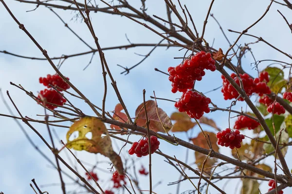 Herbst Reife Und Leicht Welke Viburnum Trauben Den Letzten Schönen — Stockfoto