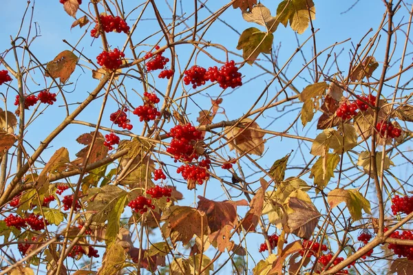 Herbst Reife Und Leicht Welke Viburnum Trauben Den Letzten Schönen — Stockfoto