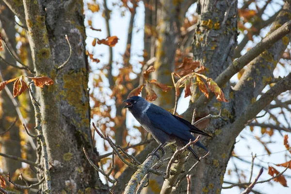 Jackdaw Sedí Větvi Kaštanu — Stock fotografie