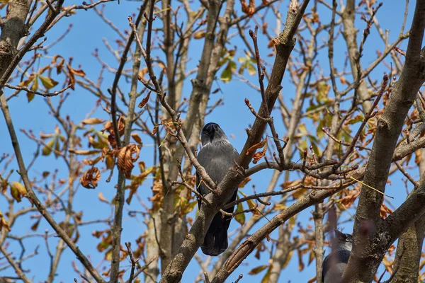 Jackdaw Sitting Branch Chestnut — Stock Photo, Image