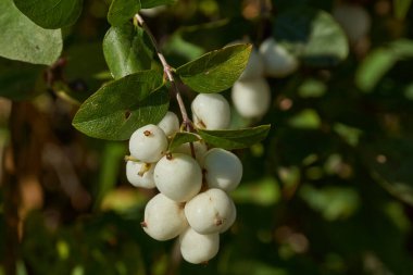 Kar çileği veya kar veya kurt üzümü (lat. Symphoricarpos.) - Yaprak döken çalıların cinsi, hanımeli ailesi (Caprifoliaceae).