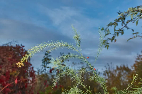 Gałąź Szparagów Łat Szparagi Officinalis Tle Ogrodu Dzikich Winogron — Zdjęcie stockowe