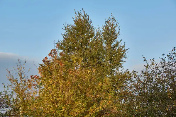 Stromy Podzim Zahradních Pozemcích — Stock fotografie