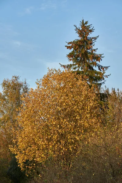 Bäume Herbst Auf Gartengrundstücken — Stockfoto