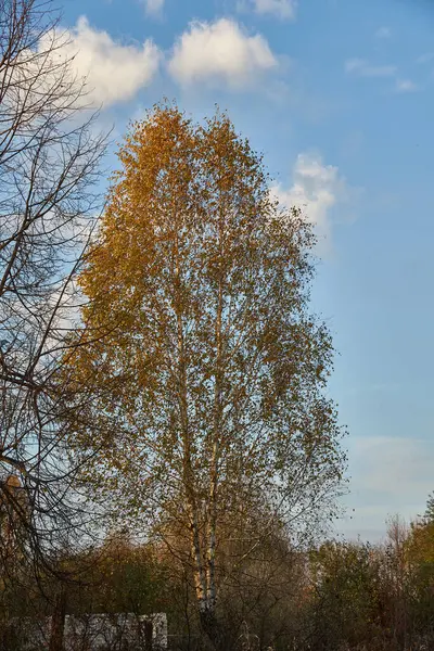 Stromy Podzim Zahradních Pozemcích — Stock fotografie