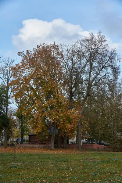 Drzewa Jesienią Parku Miejskim — Zdjęcie stockowe