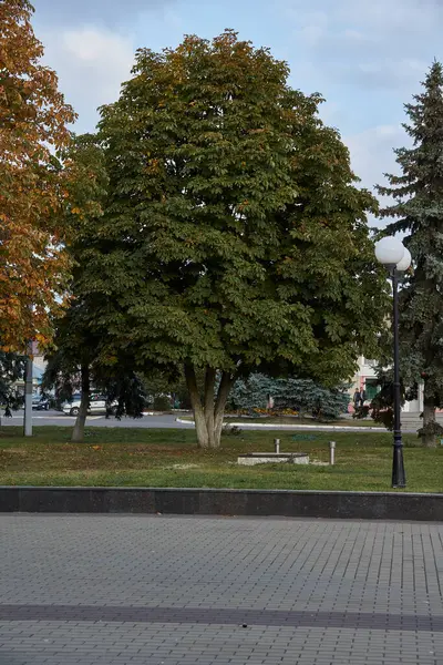 Castanheira Queda Praça Cidade — Fotografia de Stock